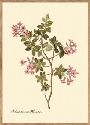 the dybdahl rhododendron hirsutum