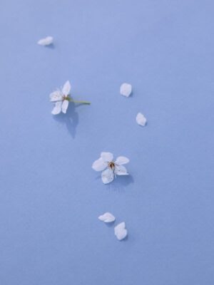 Den lille vilde - et sæt guider til naturens spiselige planter - Image 3
